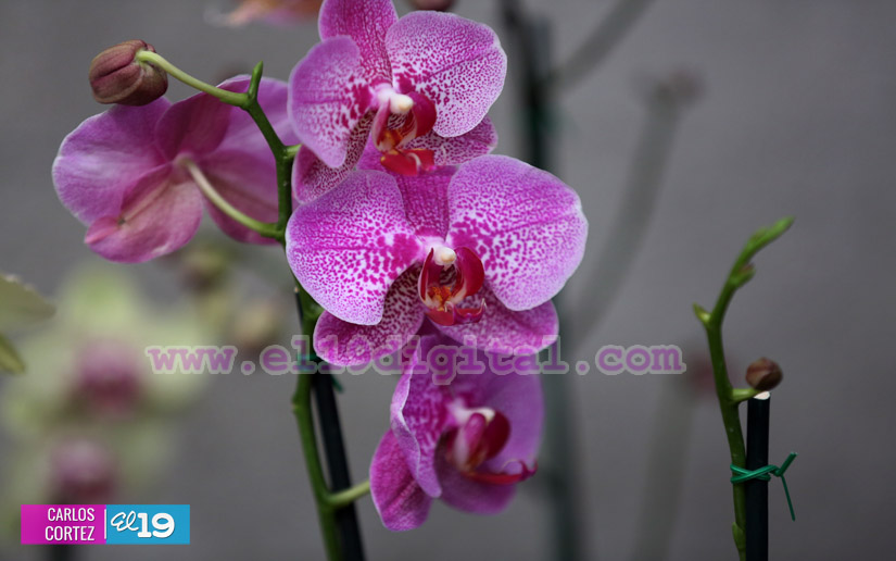 orquideas